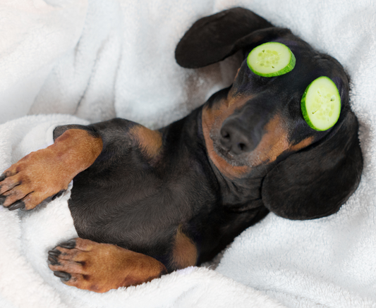 canine shampoo
