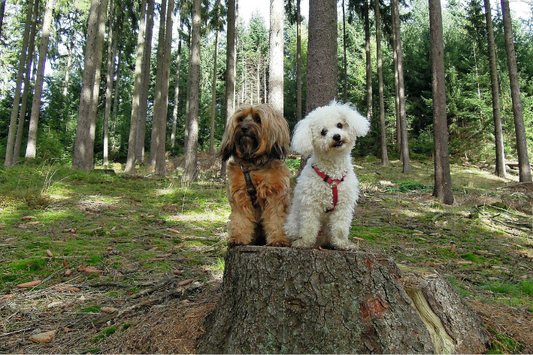 dogs in a wood