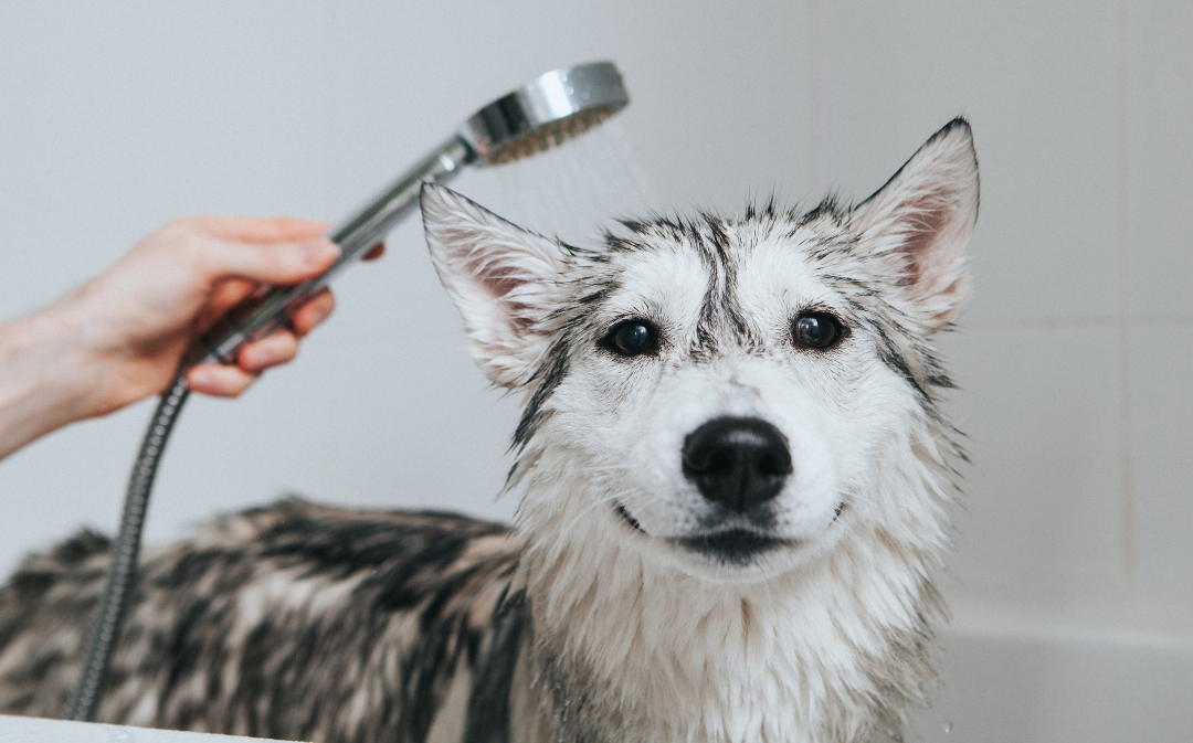 dog having a bath with natural grooming products