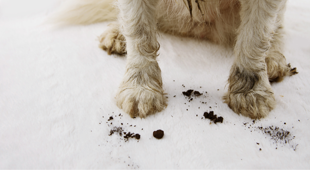 How to Wash a Dog Without Shampoo: Expert Tips