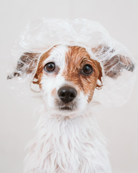 dogs with sensitive skins need aloe vera shampoo