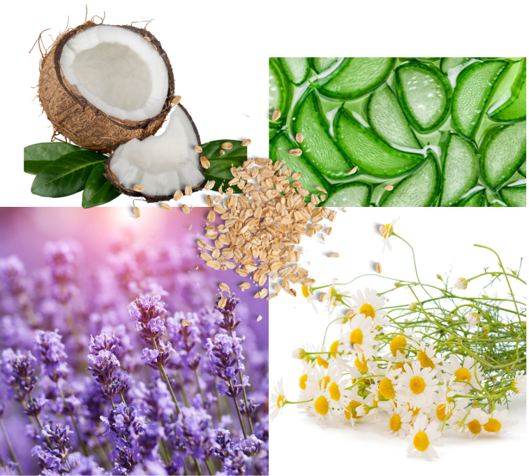 Top 5 Natural Ingredients that feature in Honeypup Collection.