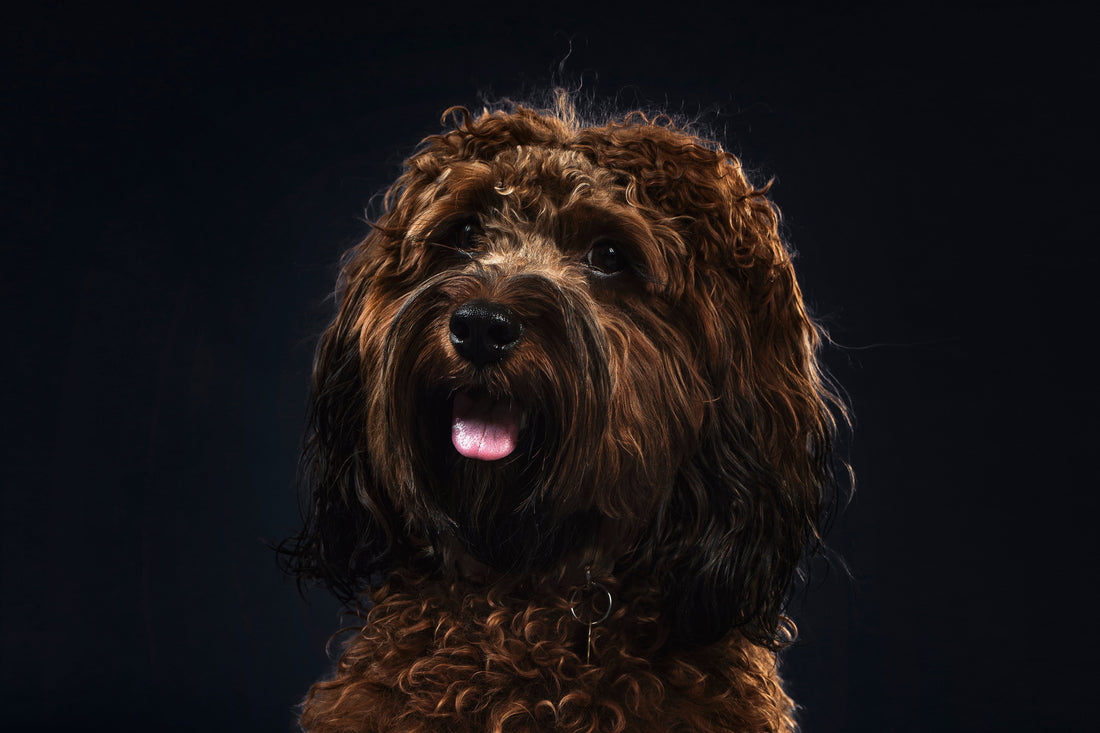 10 Essential Questions to Ask Your Dog Groomer Before the First Appointment