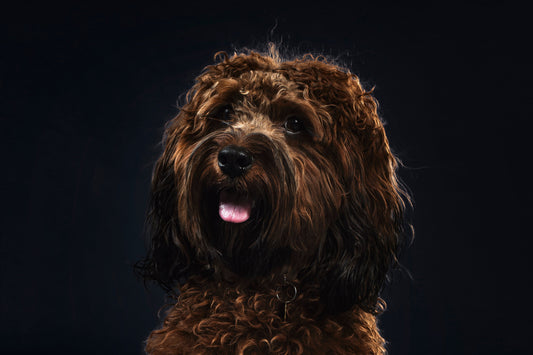 10 Essential Questions to Ask Your Dog Groomer Before the First Appointment
