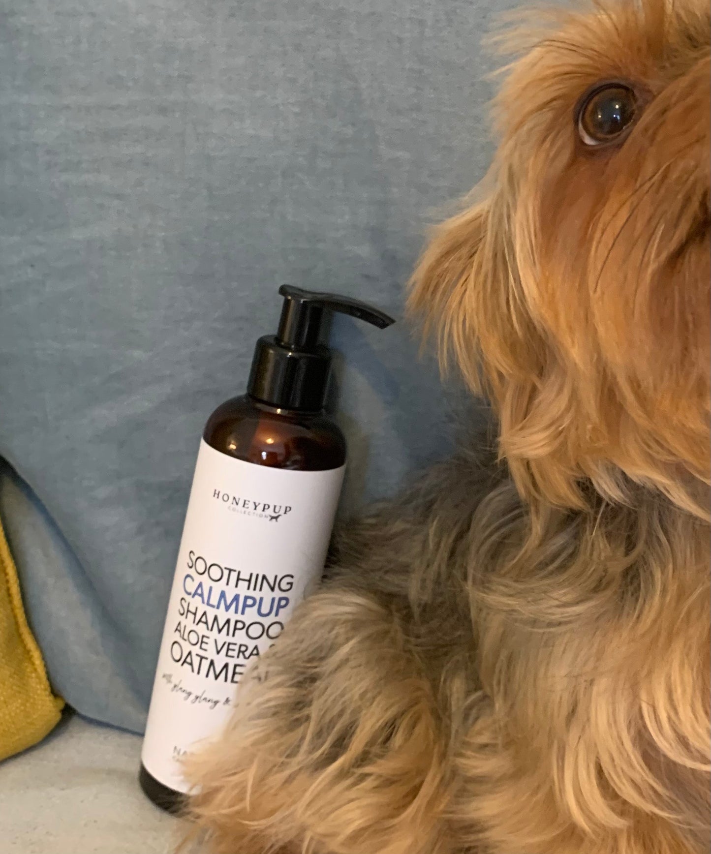 This shampoo is calming and eases anxiety, this dog is a Yorkie and this dog loves this shampoo, this natural shampoo is kind to skin and coat.