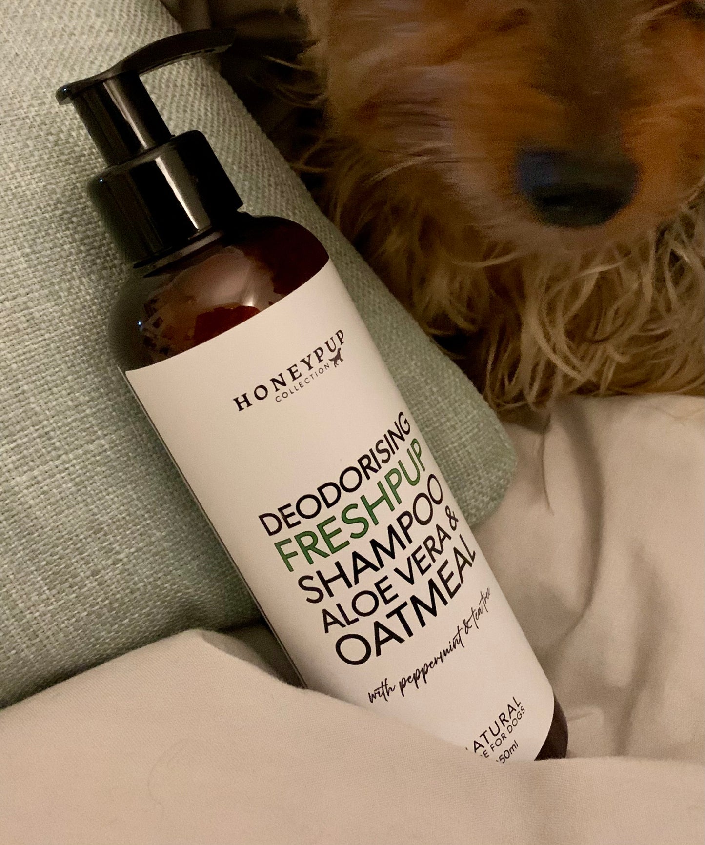 dog with shampoo bottle, freshpup shampoo for all dogs, shampoo for smelly dogs, helps to get rid of all dog smells, smells fresh, dog shampoo that is effective, best dog shampoo