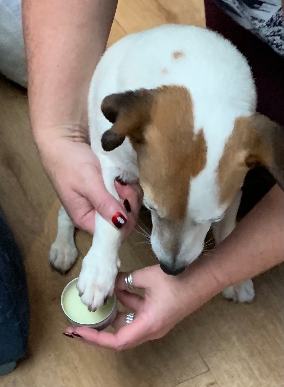 Owner applying PAWPUP balm to a Jack Russell's paw