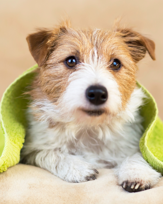 natural dog wash, dog shampoo, dog detangler, dog cologne 