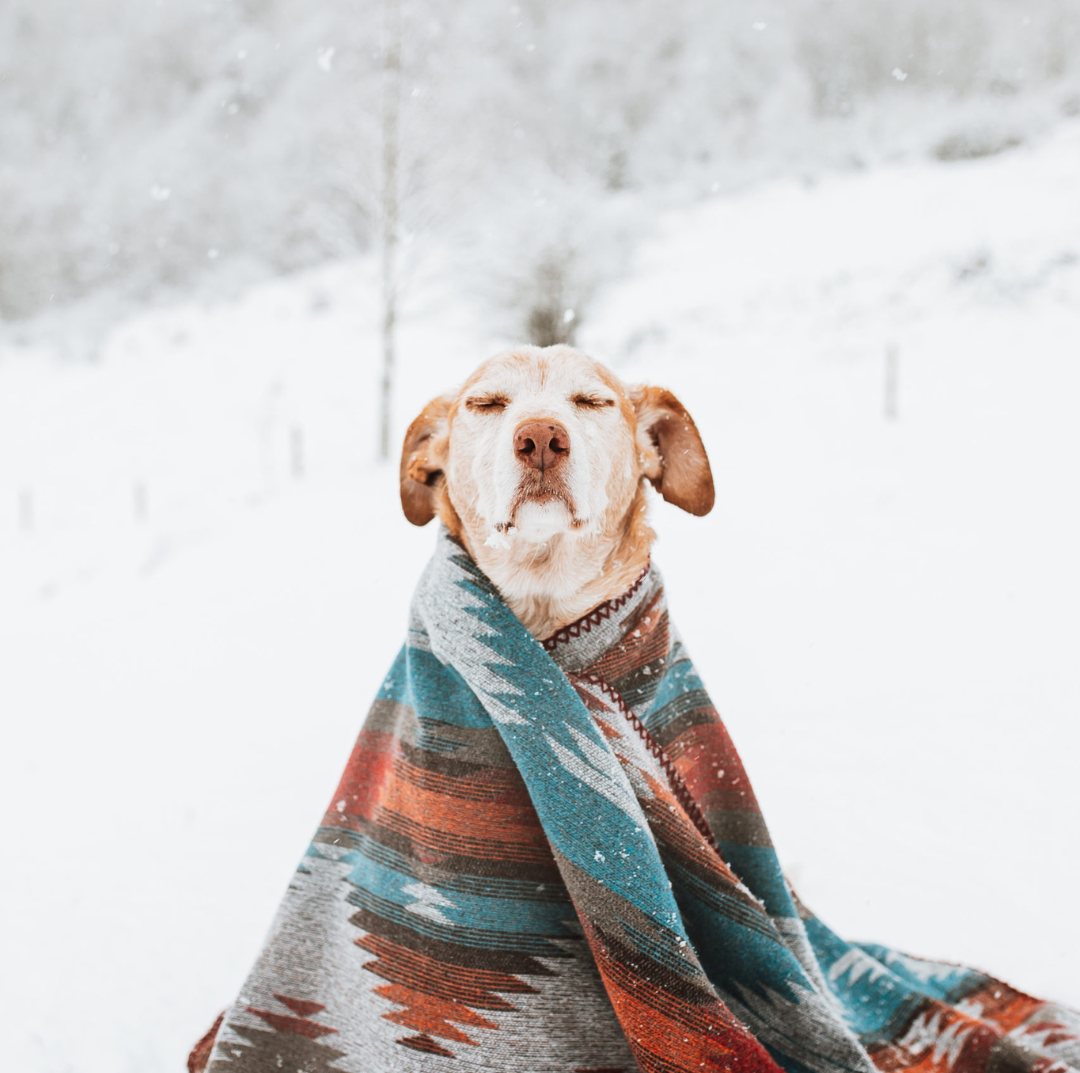 canine grooming routine
