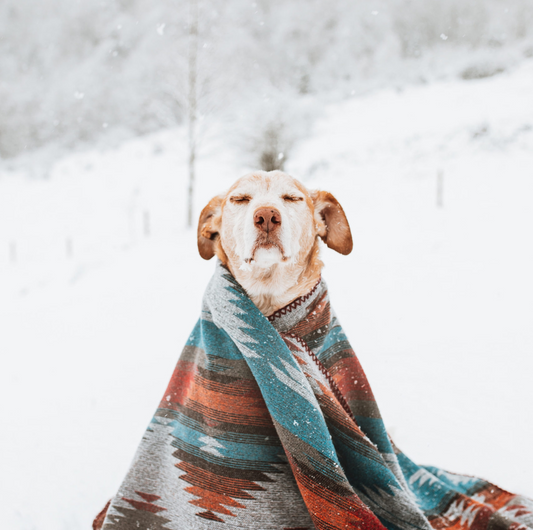canine grooming routine