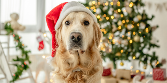 Christmas Gifts for Your Dog: Pamper Your Pup Naturally