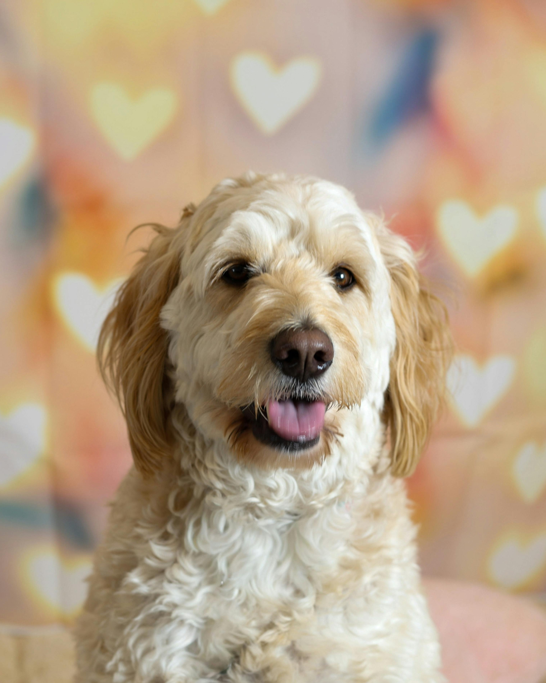 Why Your Dog’s Skin Deserves Natural Grooming