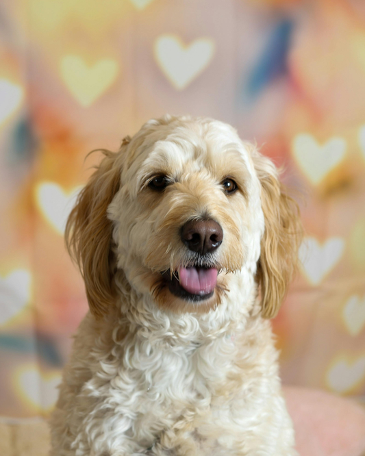Why Your Dog’s Skin Deserves Natural Grooming