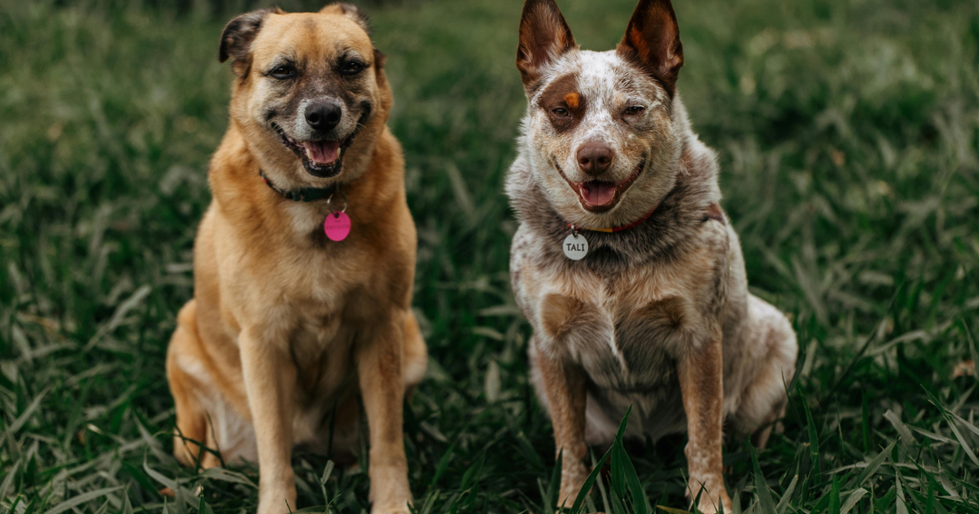 Training your dog and why it matters