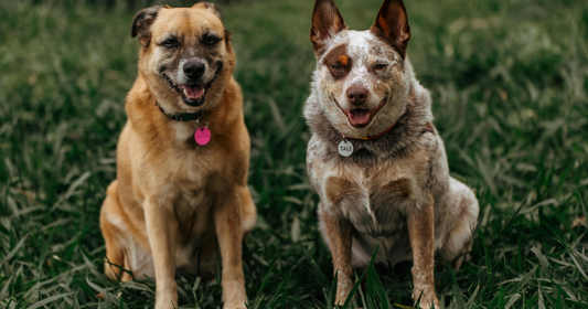 Training your dog and why it matters