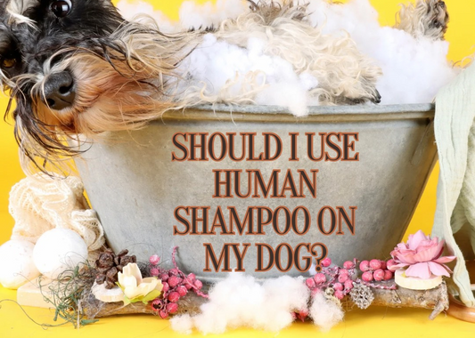 a dog in a bath and the caption reads should I use human shampoo on my dog?