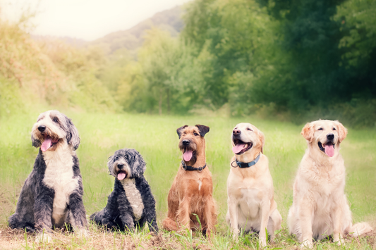 The Ultimate Post-Walk Freshen-Up: Meet Walkies Dog Cologne
