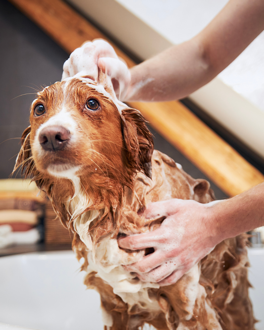 The 7 Essential Steps to Dog Grooming at Home (Naturally!)
