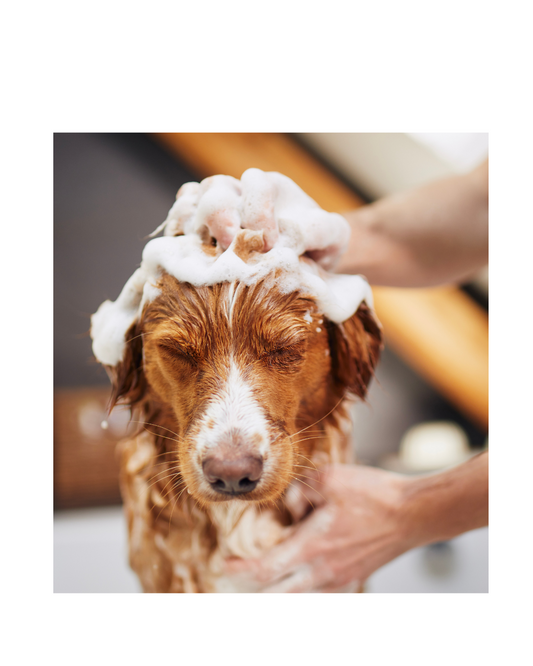10 Essential Questions to Ask Your Dog Groomer Before the First Appointment