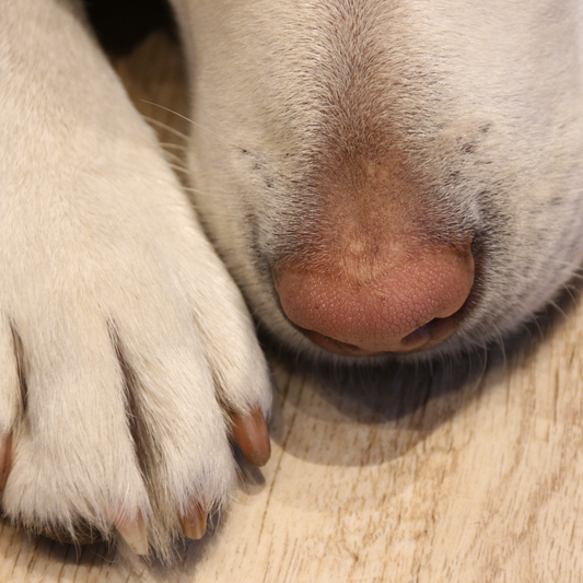 Pawpup paw and nose balm - dog grooming UK