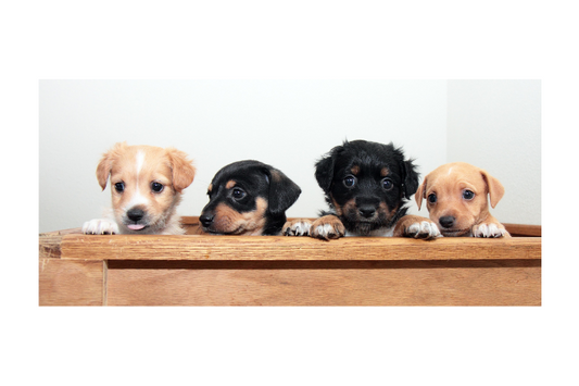Welcoming a New Puppy: Essential Tips for a Happy Start in Their Forever Home