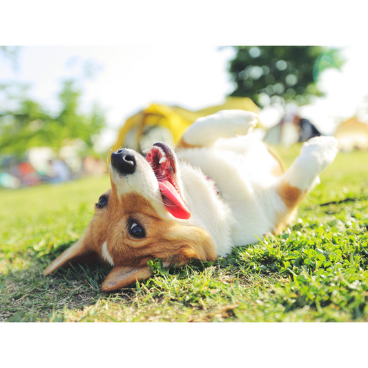 Learn About Your Dog’s Skin and Coat: How to Care for It Naturally with Gentle, Plant-Based Grooming Products