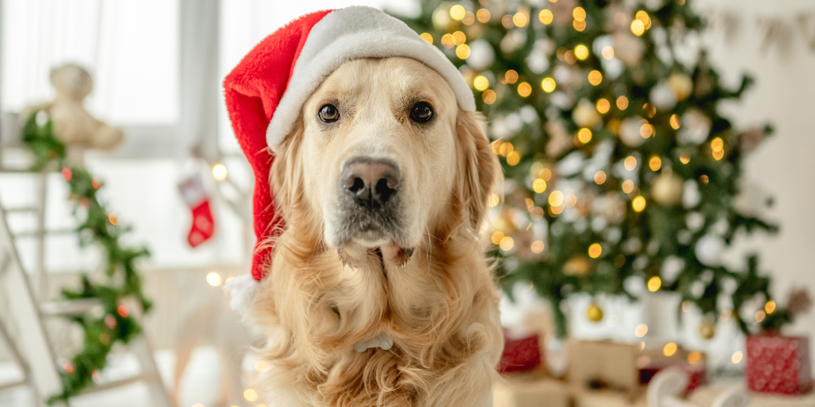 Christmas Gifts for Naturally Pampered Pups
