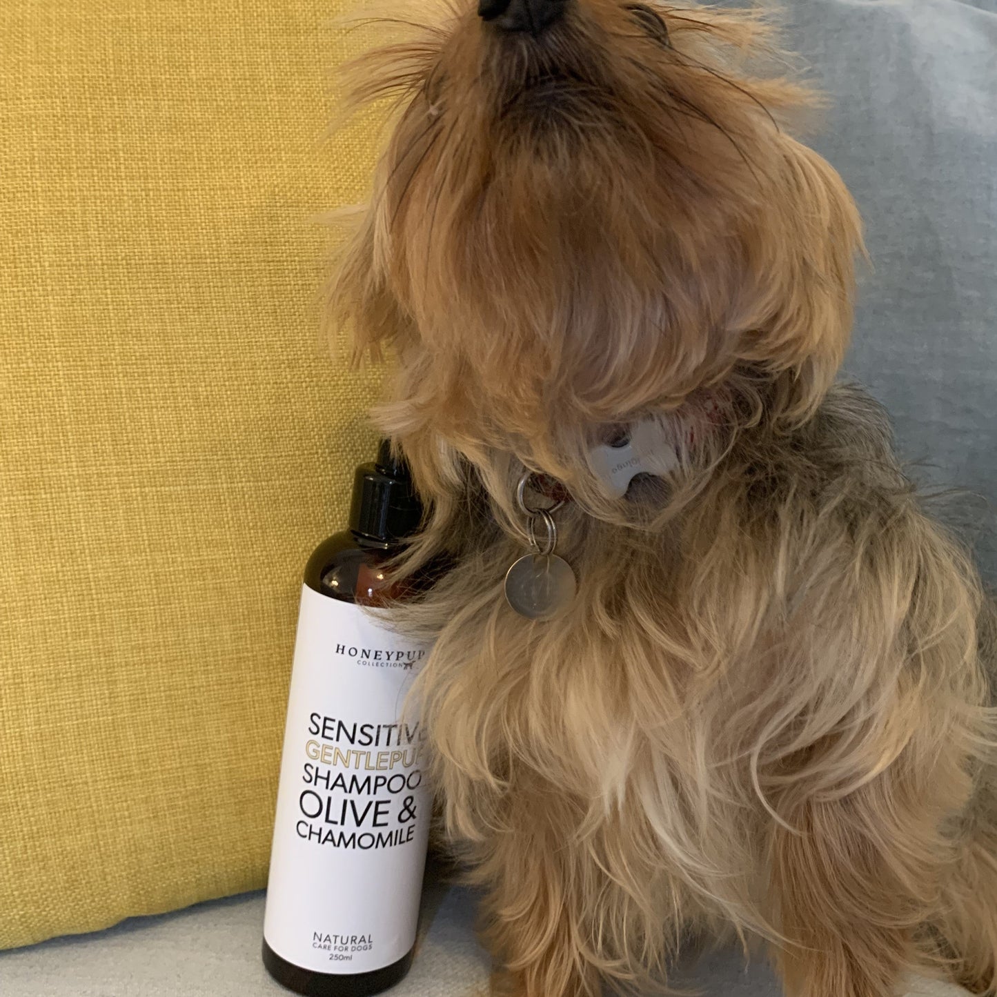 Yorkie with a gentlepup sensitive shampoo bottle, perfect ofr all dogs and puppies, unscented natural care for dogs with sensitive skins, helps to prevent itching, soften skin and coat, perfect clean dog every time.