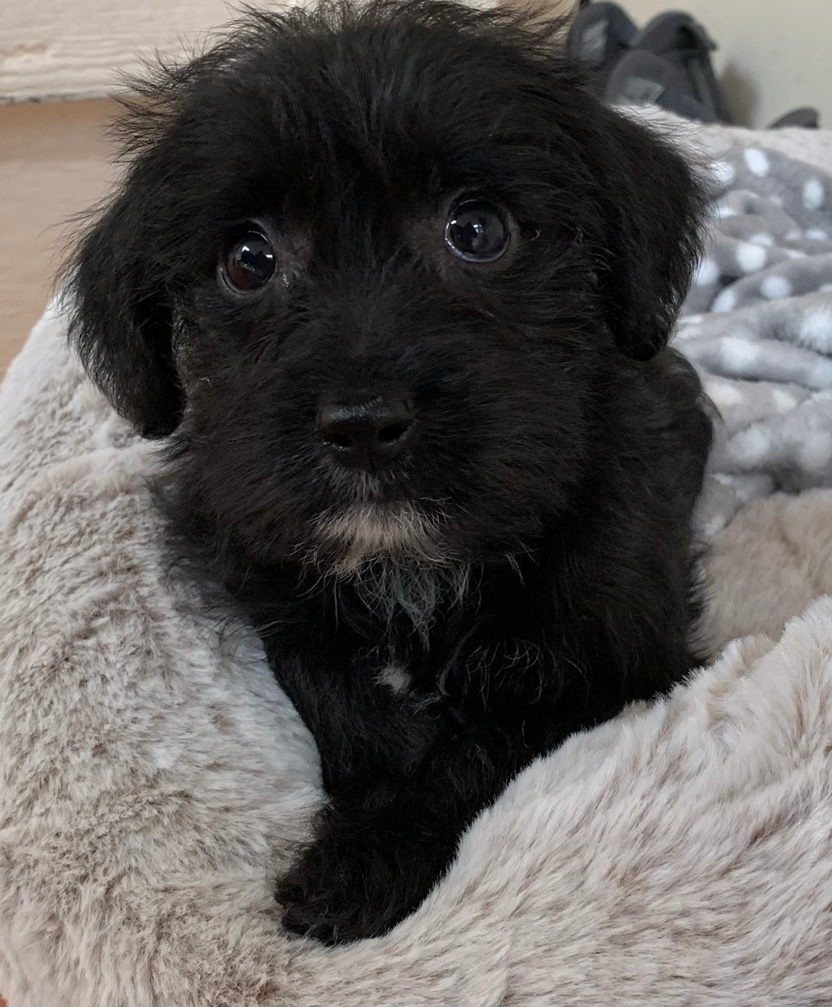 Sky dog when she was a puppy