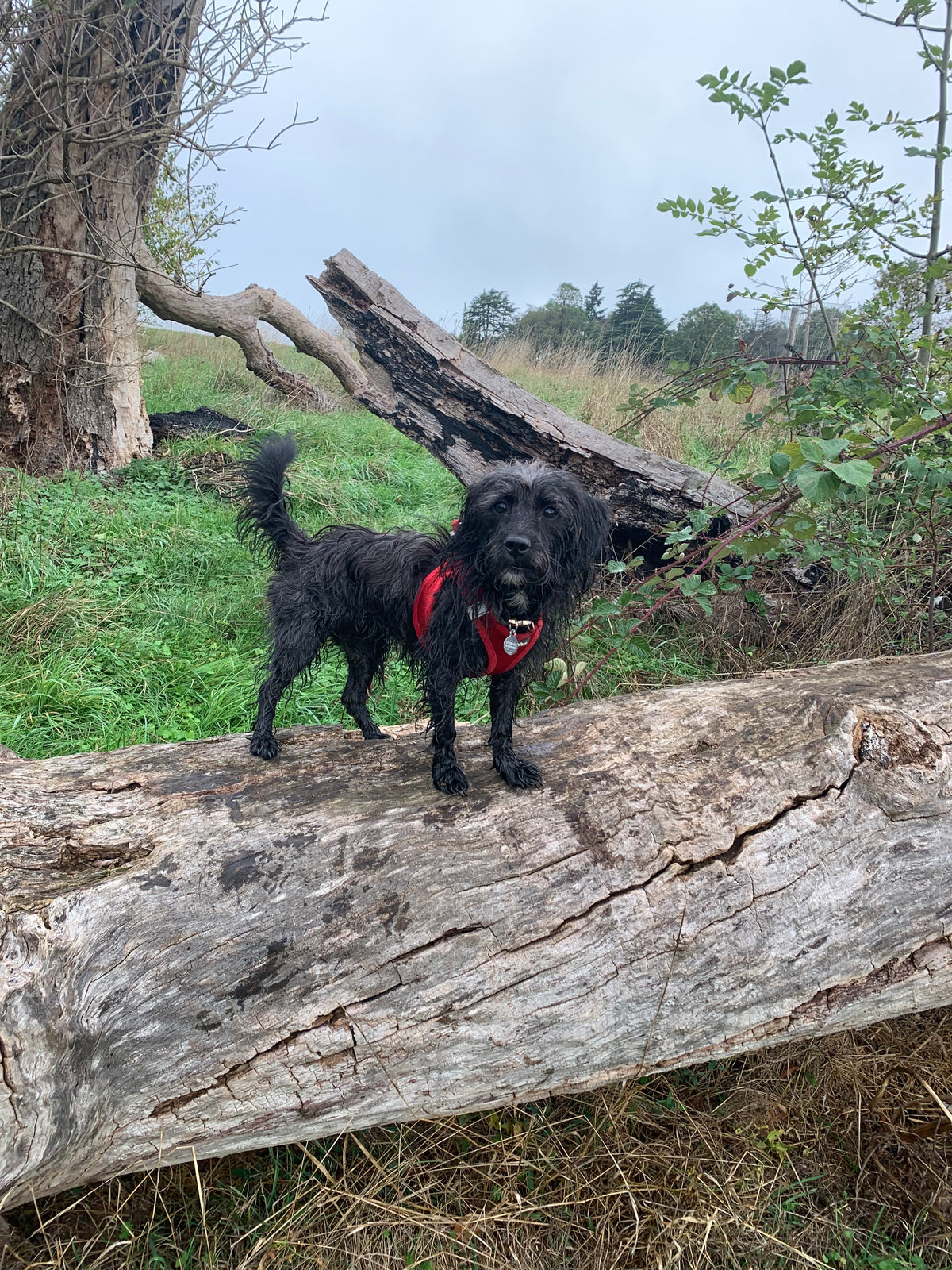 Sky dog walking outside 